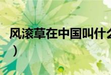 風滾草在中國叫什么菜（風滾草在中國叫什么）