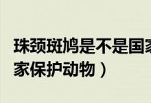 珠頸斑鳩是不是國(guó)家保護(hù)（珠頸斑鳩是不是國(guó)家保護(hù)動(dòng)物）