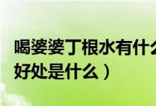 喝婆婆丁根水有什么好處（婆婆丁根泡水喝的好處是什么）