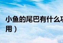 小魚的尾巴有什么功能（小魚的尾巴有什么作用）