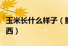 玉米長什么樣子（鮮苞米上長的烏米是什么東西）