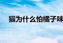 貓為什么怕橘子味（貓為什么怕野貍子）