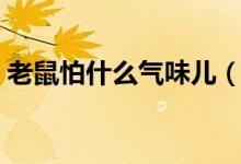 老鼠怕什么氣味兒（老鼠怕什么氣味和聲音）