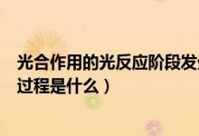 光合作用的光反應階段發(fā)生的主要反應（光合作用的反應和過程是什么）