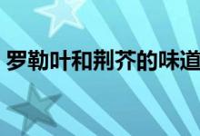 羅勒葉和荊芥的味道（羅勒葉和荊芥一樣嗎）