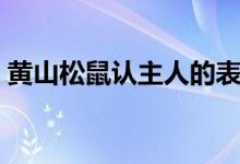 黃山松鼠認(rèn)主人的表現(xiàn)（黃山松鼠認(rèn)主人嗎）