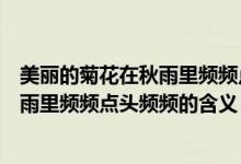 美麗的菊花在秋雨里頻頻點(diǎn)頭頻頻的意思（美麗的菊花在秋雨里頻頻點(diǎn)頭頻頻的含義）