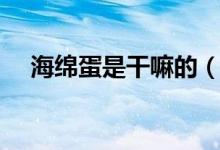 海綿蛋是干嘛的（海綿蛋是干什么用的）