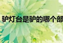 驢燈臺(tái)是驢的哪個(gè)部位（驢燈臺(tái)是哪個(gè)部位）
