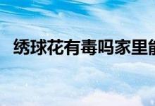 繡球花有毒嗎家里能養(yǎng)嗎（繡球花有毒嗎）