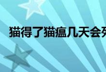 貓得了貓瘟幾天會死（貓得了貓瘟怎么辦）