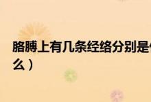 胳膊上有幾條經(jīng)絡(luò)分別是什么（胳膊上有幾條經(jīng)絡(luò)分別是什么）