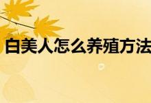 白美人怎么養(yǎng)殖方法（白美人正確養(yǎng)護竅門）