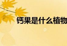 鈣果是什么植物（鈣果是什么水果）