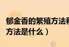 郁金香的繁殖方法和栽培方法（郁金香的繁殖方法是什么）