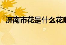 濟(jì)南市花是什么花啊（濟(jì)南市花是什么花）