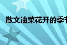 散文油菜花開的季節(jié)（大家可以了解一下）