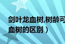 劍葉龍血樹,樹齡可達（狹葉龍血樹和劍葉龍血樹的區(qū)別）