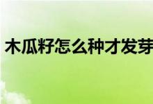 木瓜籽怎么種才發(fā)芽（木瓜籽怎么種才發(fā)芽）