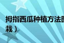 拇指西瓜種植方法圖解（拇指西瓜種植方法盆栽）