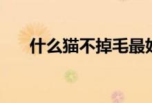 什么貓不掉毛最好養(yǎng)（什么貓不掉毛）