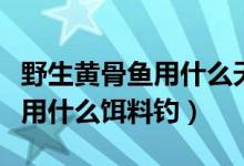 野生黃骨魚用什么天然餌料最好（野生黃骨魚用什么餌料釣）
