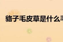 貉子毛皮草是什么毛（貉子毛皮草是什么）