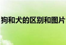 狗和犬的區(qū)別和圖片（狗和犬的區(qū)別 腳趾獠）