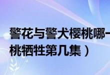 警花與警犬櫻桃哪一集犧牲的（警花與警犬櫻桃犧牲第幾集）
