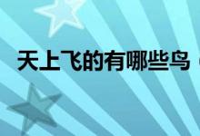 天上飛的有哪些鳥(niǎo)（天上飛的有哪些動(dòng)物）