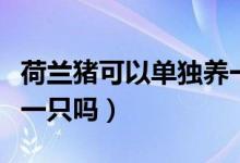 荷蘭豬可以單獨養(yǎng)一只嗎（荷蘭豬可以單獨養(yǎng)一只嗎）