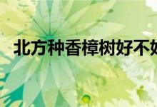北方種香樟樹好不好（北方怎么種香樟樹）