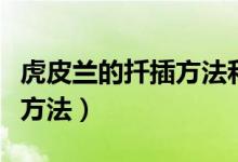 虎皮蘭的扦插方法和注意事項(xiàng)（虎皮蘭的扦插方法）