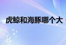 虎鯨和海豚哪個(gè)大（虎鯨和海豚哪個(gè)聰明）