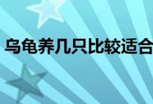 烏龜養(yǎng)幾只比較適合（烏龜養(yǎng)幾只比較吉利）