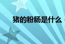 豬的粉腸是什么（豬的粉腸是什么腸）