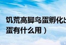 饑荒高腳鳥蛋孵化出來能干什么（饑荒高腳鳥蛋有什么用）