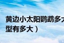 黃邊小太陽鸚鵡多大成年（黃邊小太陽鸚鵡體型有多大）