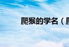 爬猴的學(xué)名（爬猴的學(xué)名叫什么）