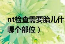 nt檢查需要胎兒什么位置（懷孕做NT該檢查哪個(gè)部位）