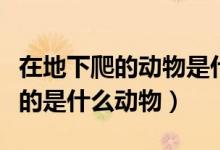 在地下爬的動(dòng)物是什么生肖（十二生肖地下爬的是什么動(dòng)物）