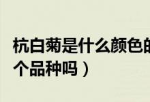 杭白菊是什么顏色的花（杭白菊和白菊花是一個品種嗎）