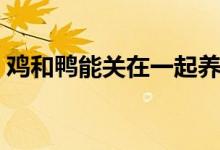 雞和鴨能關(guān)在一起養(yǎng)嗎（雞和鴨一起養(yǎng)好嗎）