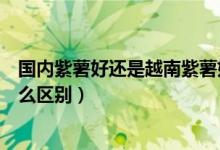 國(guó)內(nèi)紫薯好還是越南紫薯好吃（越南小紫薯和普通紫薯有什么區(qū)別）