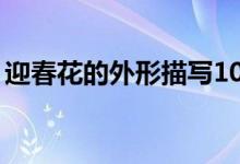 迎春花的外形描寫10字（迎春花的外形特點(diǎn)）
