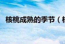 核桃成熟的季節(jié)（核桃成熟的季節(jié)是幾月）