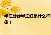 半江瑟瑟半江紅是什么樣的景象（半江瑟瑟半江紅是什么景象）