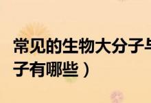 常見的生物大分子與小分子（常見的生物大分子有哪些）