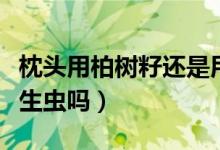 枕頭用柏樹籽還是用柏樹殼（柏樹籽裝枕頭會(huì)生蟲嗎）