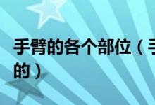手臂的各個(gè)部位（手臂各部位是哪些結(jié)構(gòu)組成的）